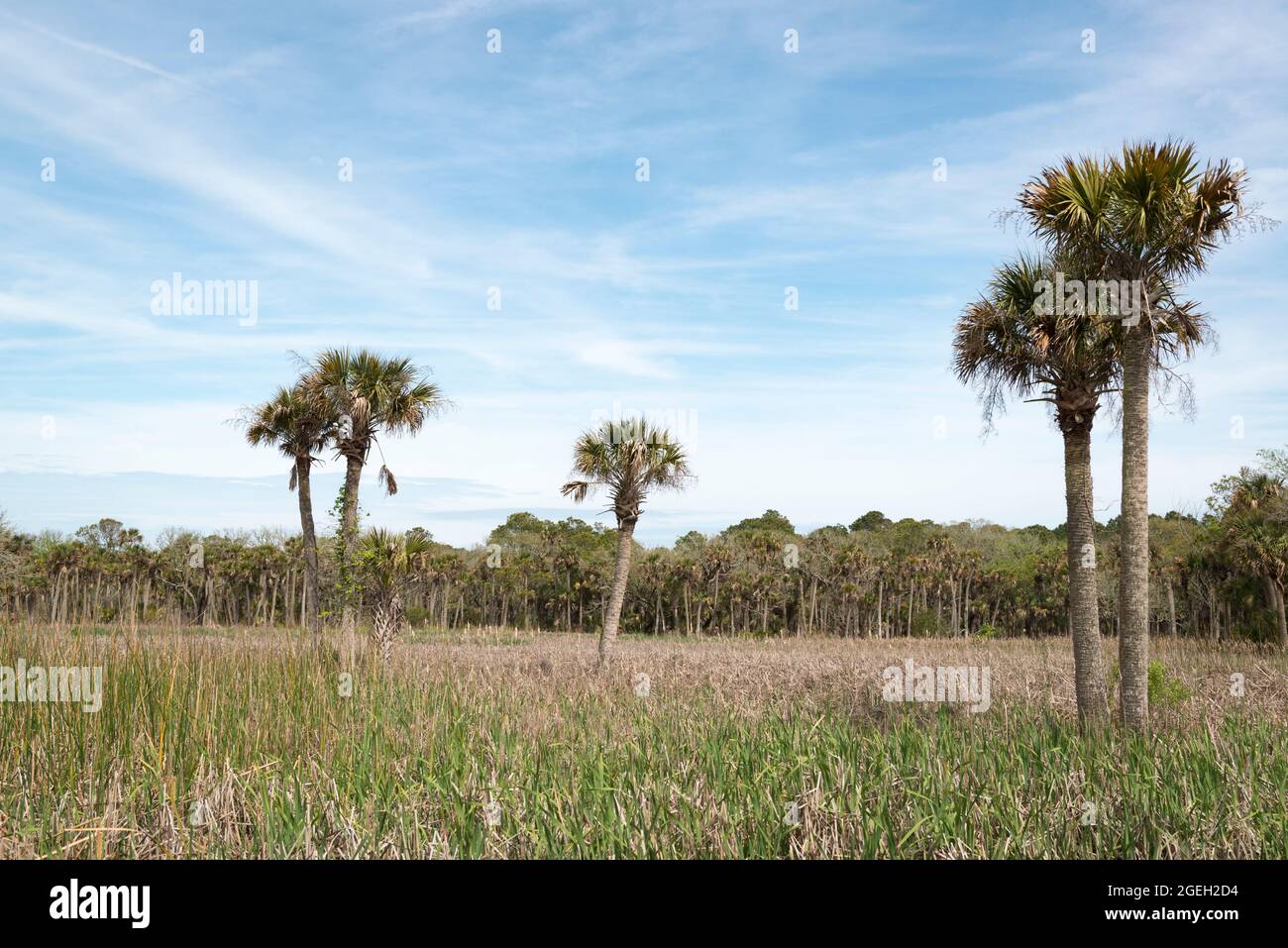 Bull Island off the coast of South Carolina near Charleston, USA Stock Photo