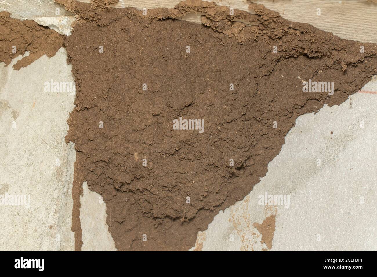 Termite nest hi-res stock photography and images - Alamy