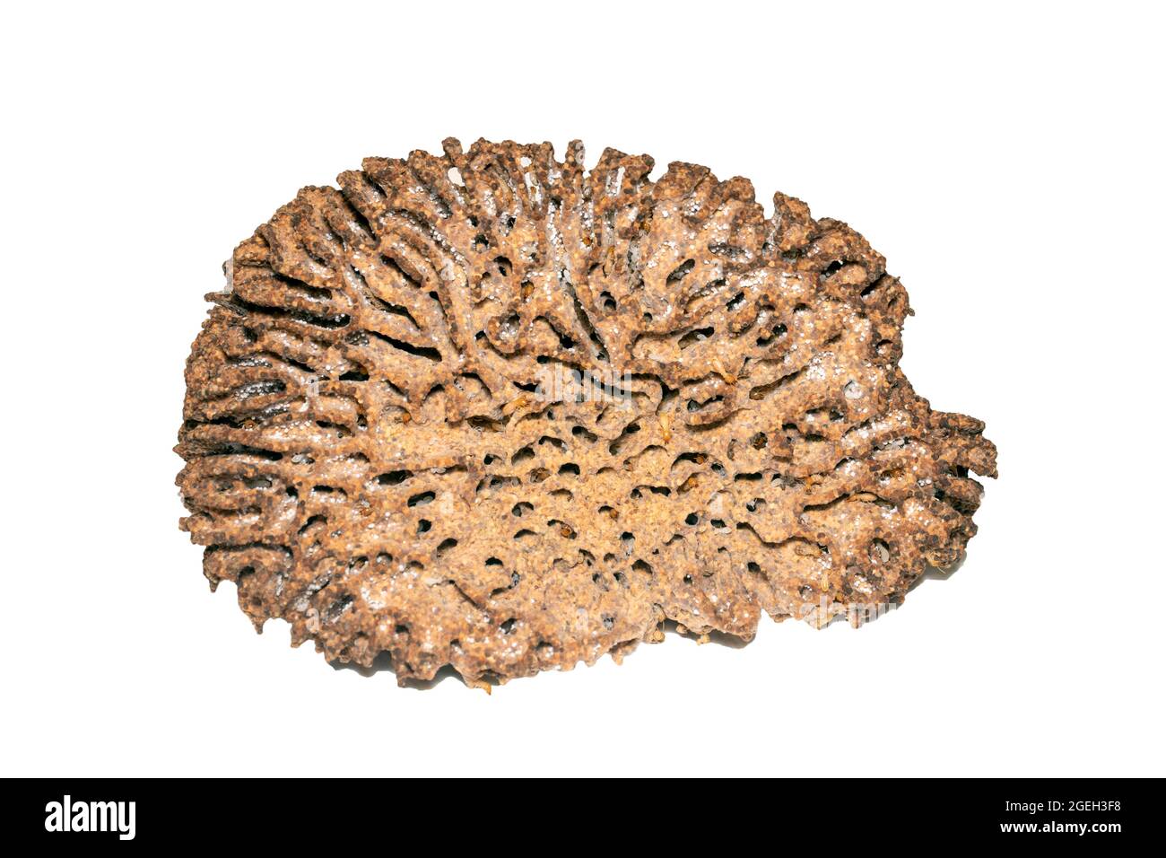 Image of termite nest and little termites on white background. Insect. Animal. Stock Photo