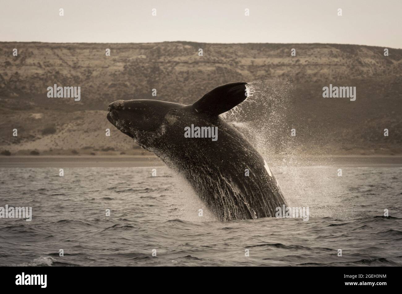 Southern Right whale (Eubalaena Australis) jumping, Patagonia, Argentina. Stock Photo
