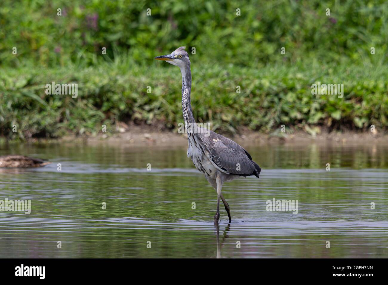 Gray Heron in a swamp Stock Photo