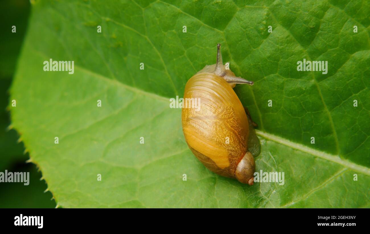Close-up of a amber land snail crawling on a green plant leaf in the ...