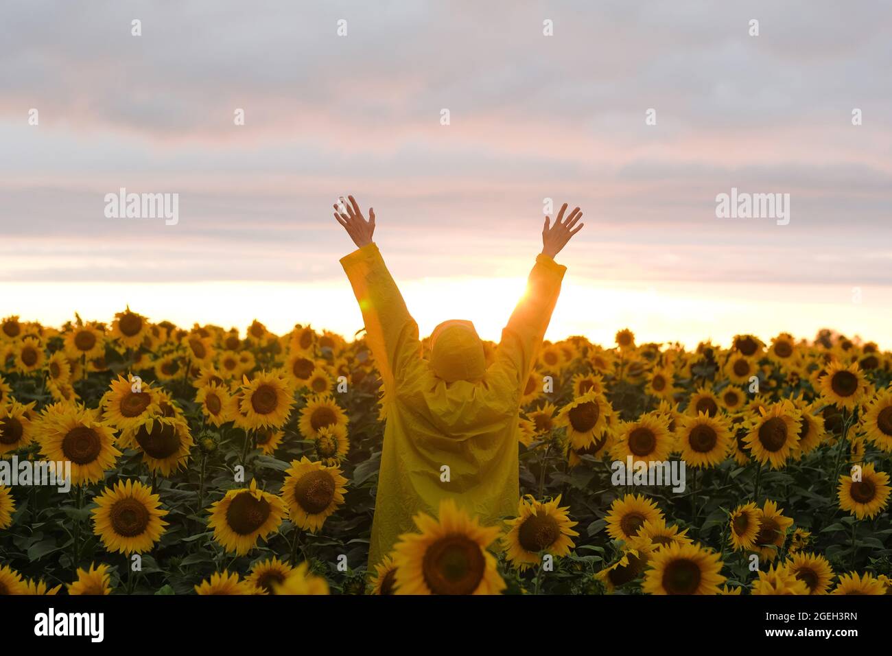 an unrecognizable person standing in a field of sunflowers raising his hands up with happiness. Stock Photo