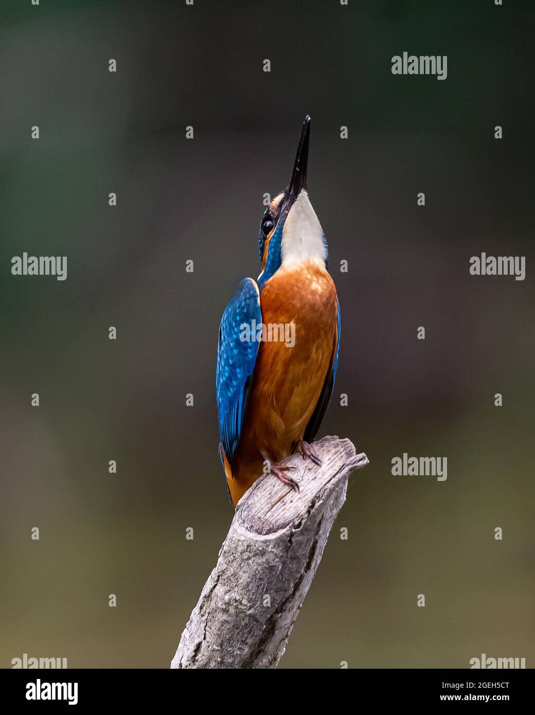 Kingfisher looking up Stock Photo