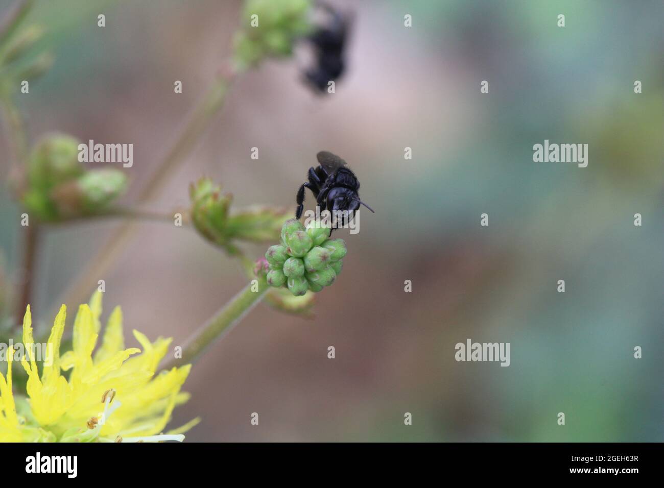 Closeup shot of black bugs on yellow dandelion flowers Stock Photo