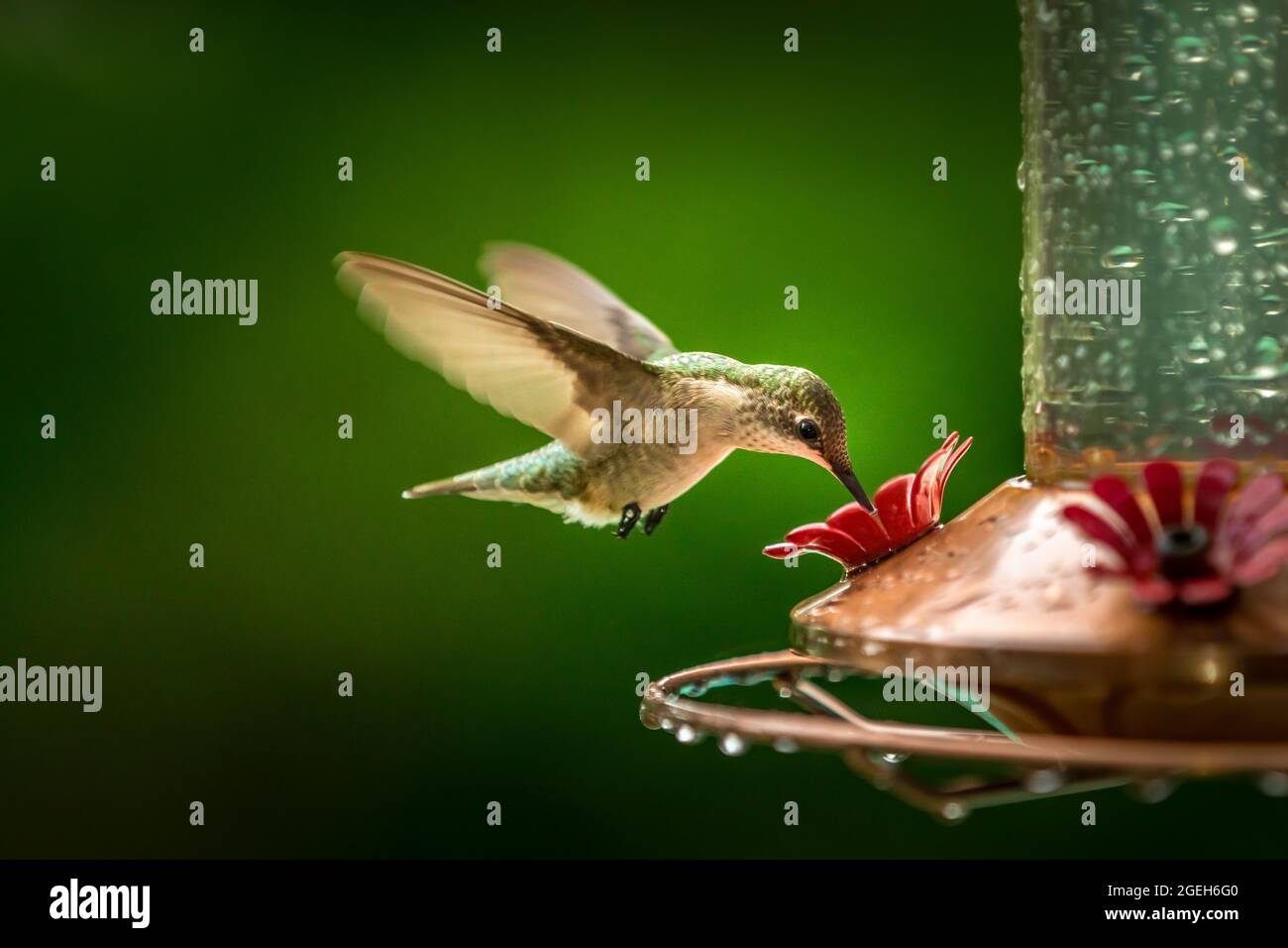 Beautiful green hummingbird sitting on a hummingbird feeder Stock Photo