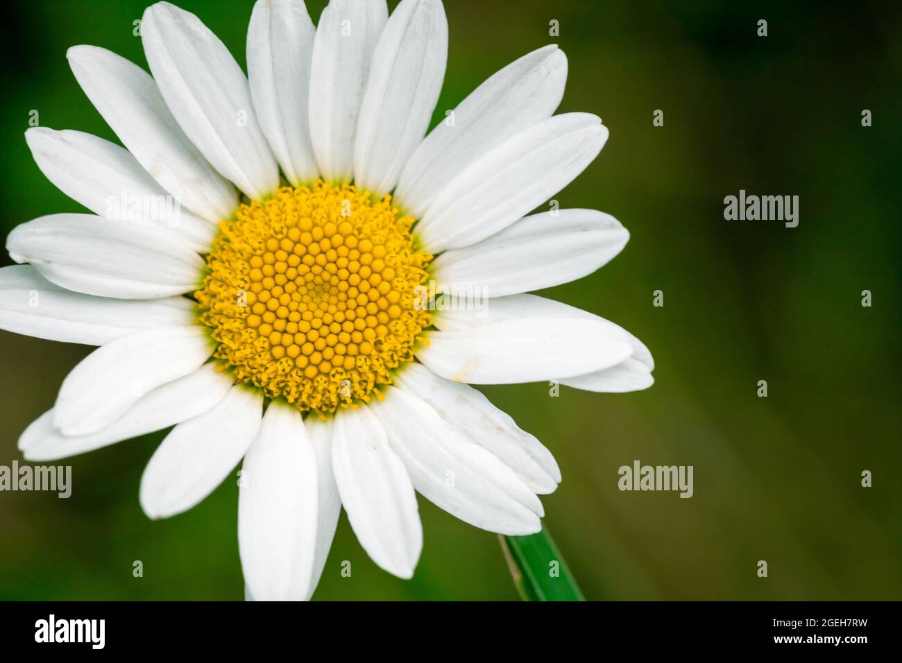 Daisy flower macro photo over blurred green background Stock Photo
