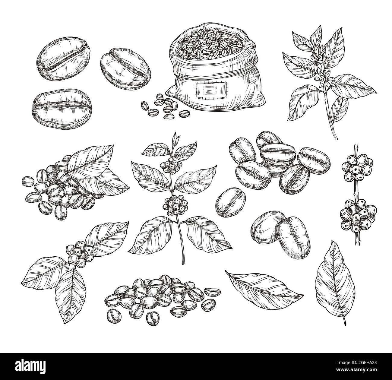Cafeteria arabica best sale