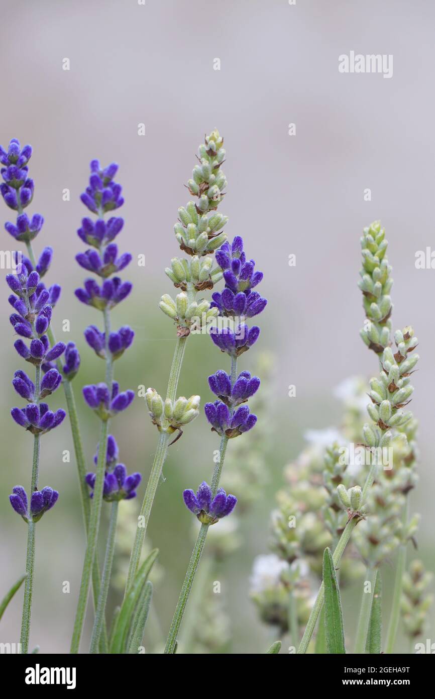White and purple Lavender. Lavandula angustifolia Nana Alba. Stock Photo