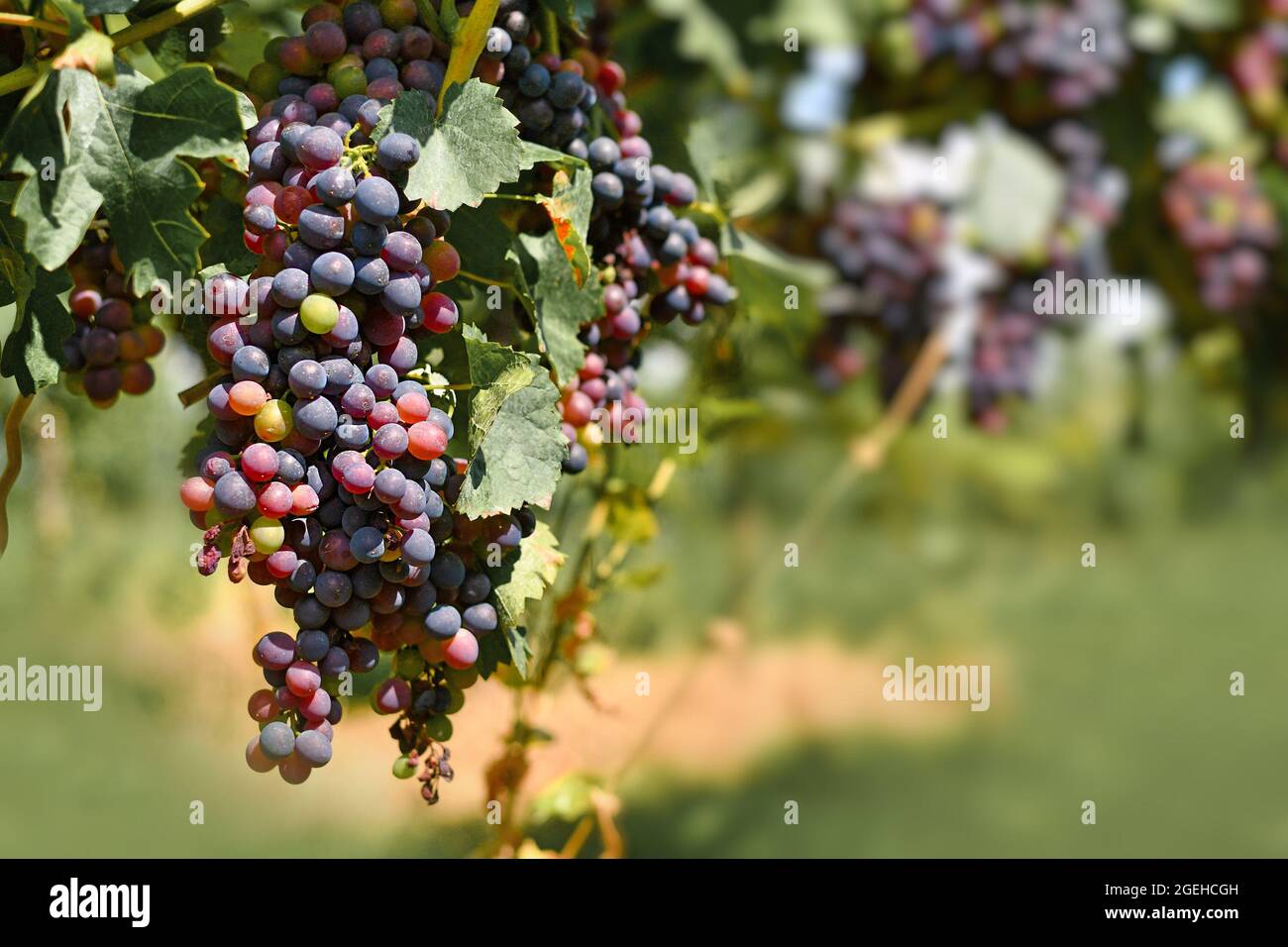 Bunch of small red wine grapes in vineyard Stock Photo Alamy