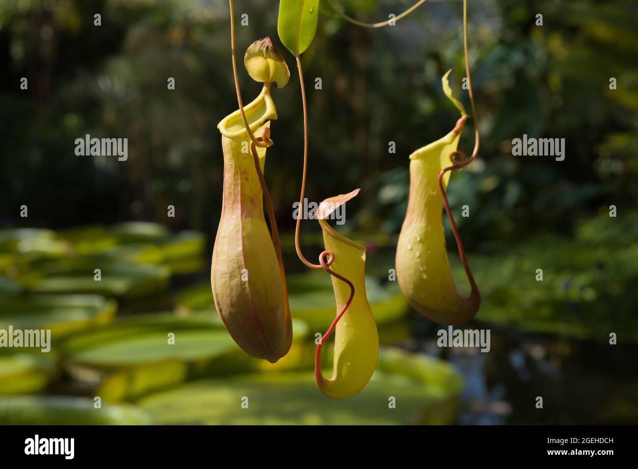 Sarracenia carnivorous plant which is a fly trap in the form of a pitcher Stock Photo