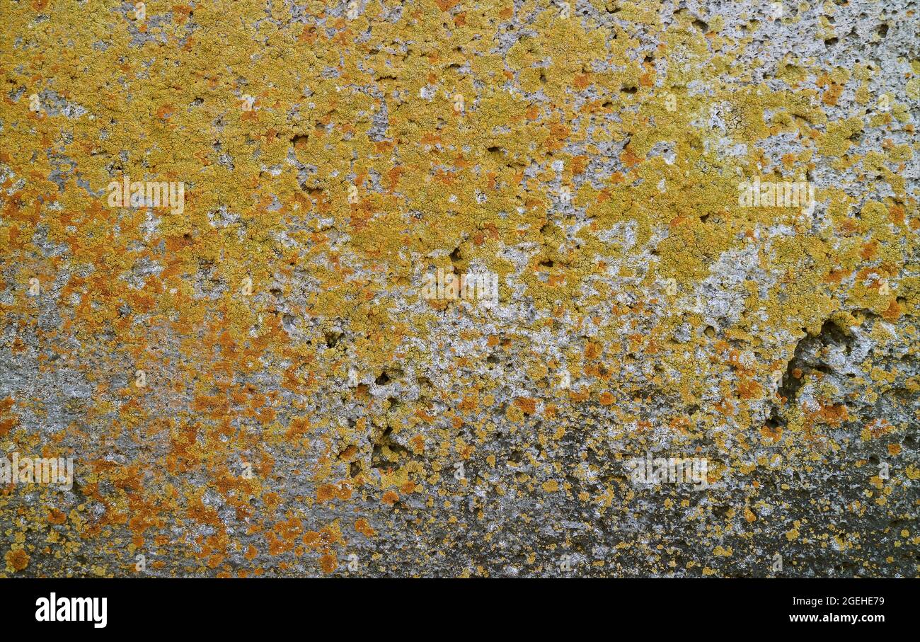 Yellow Lichens on the Weathered Stone Wall Surface Stock Photo