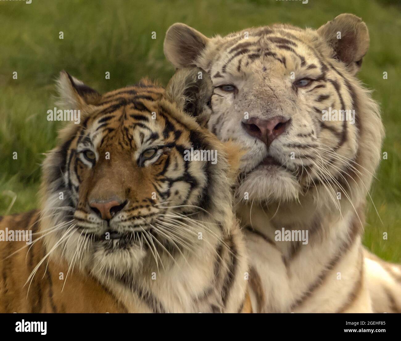 Head portrait of a female Amur tiger and white male tiger Stock Photo