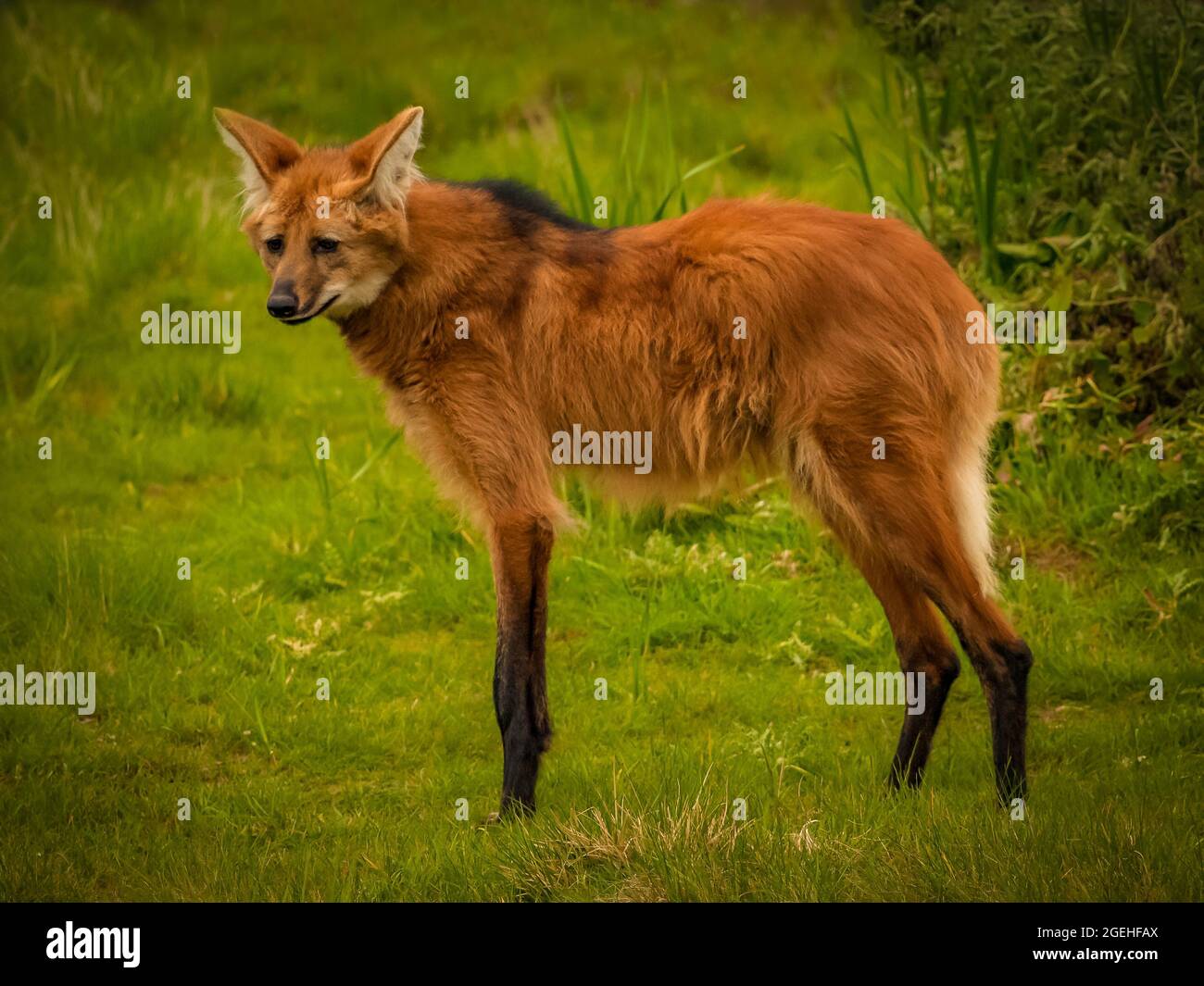 Side view of a Maned Wolf (Chrysocyon brachyurus) standing, endemic species of South America and the region's largest canid. Stock Photo