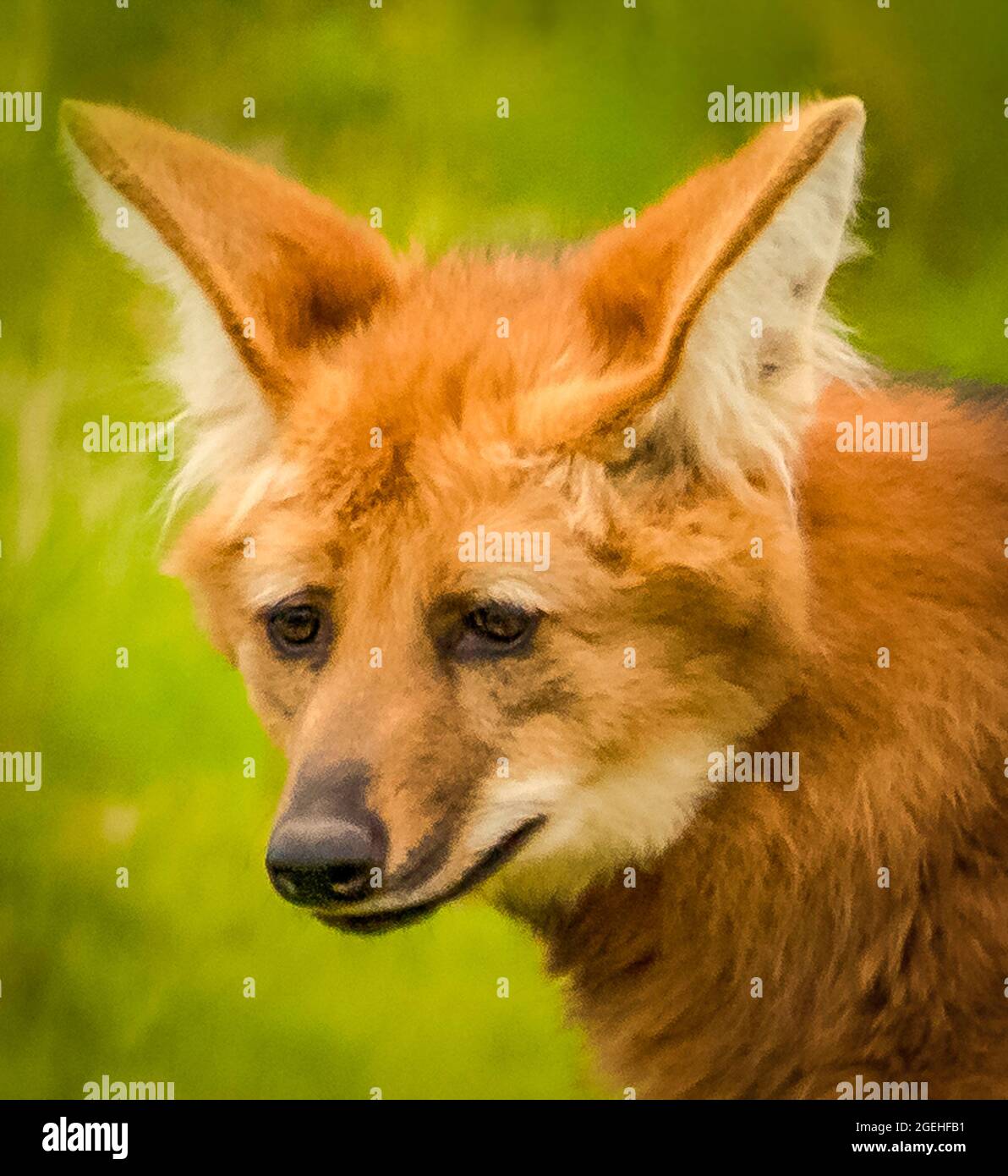 Head portrait of a maned wolf (Chrysocyon brachyurus). Stock Photo