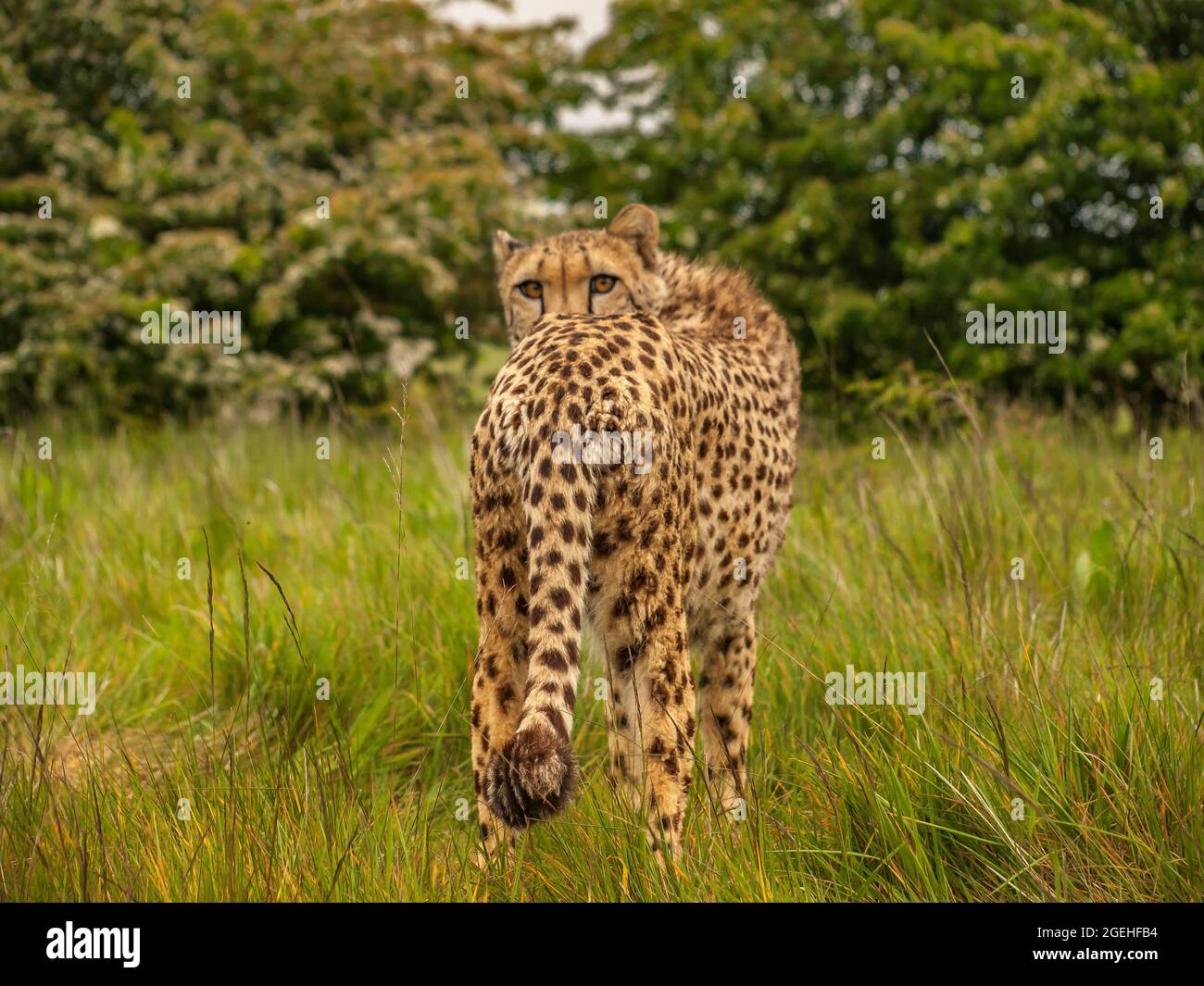 Cheetah (Acinonyx jubatus) in long grass looking at the camera. Stock Photo