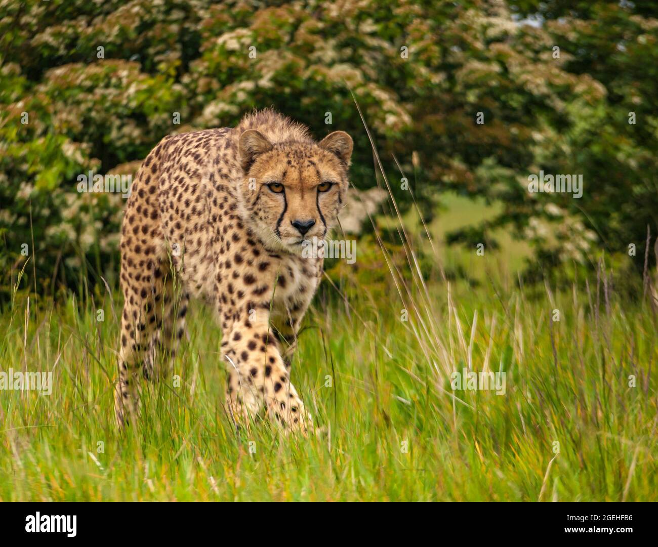 Cheetah, (Acinonyx jubatus), walking wild cat. Fastest mammal on the land Stock Photo