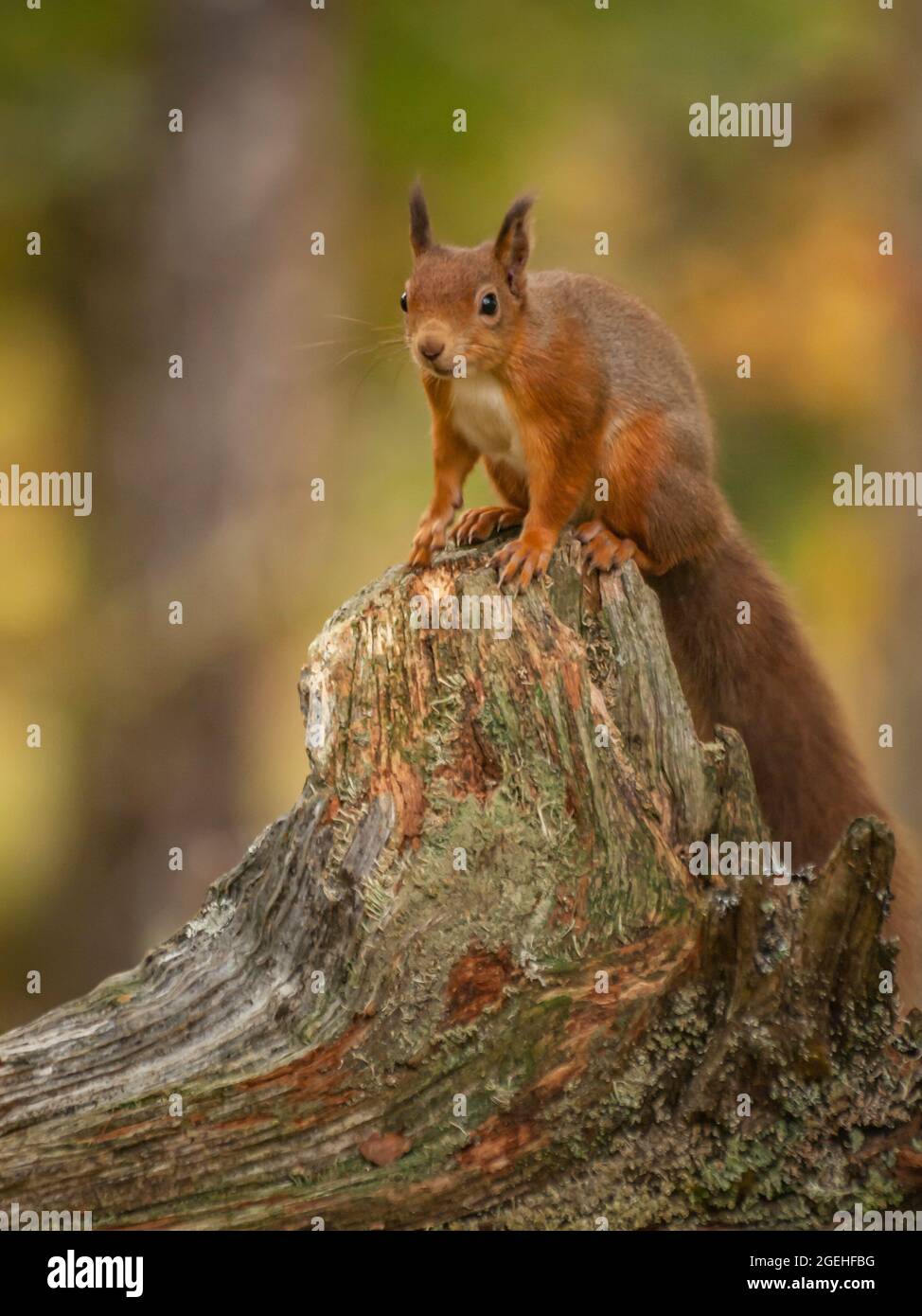 Red Squirrel (Sciurus vulgaris) perched on a tree stump in a forest setting. Stock Photo