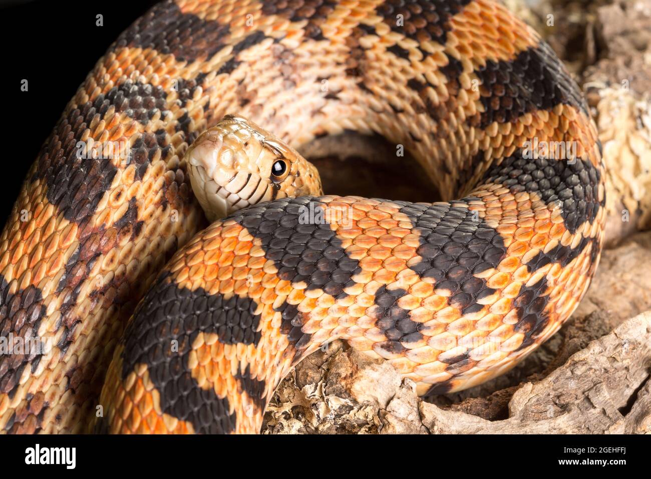 Adult bullsnake showing its body and head Stock Photo