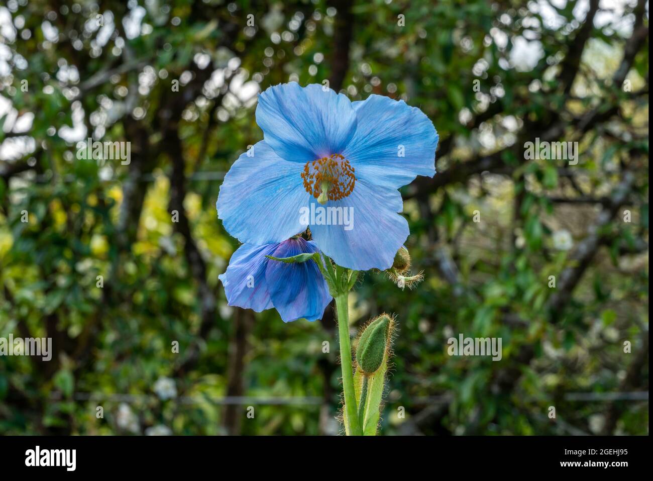 Meconopsis 'Lingholm' (Fertile Blue Group) a spring summer flowering plant with a blue summertime flower commonly known as Himalayan blue poppy, stock Stock Photo