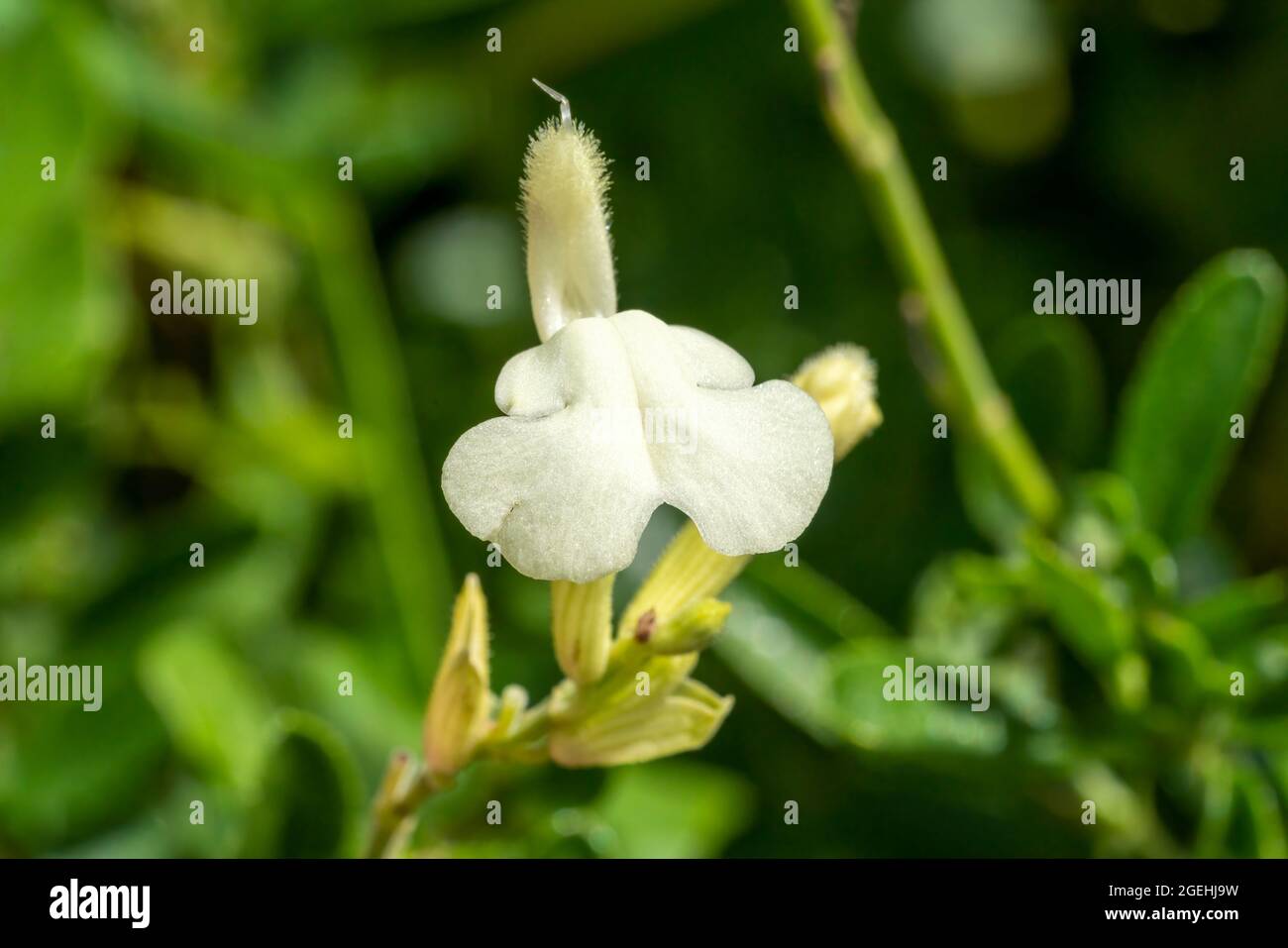 Salvia greggii 'Clotted Cream' a white spring summer autumn flower plant commonly known as baby sage stock photo image Stock Photo