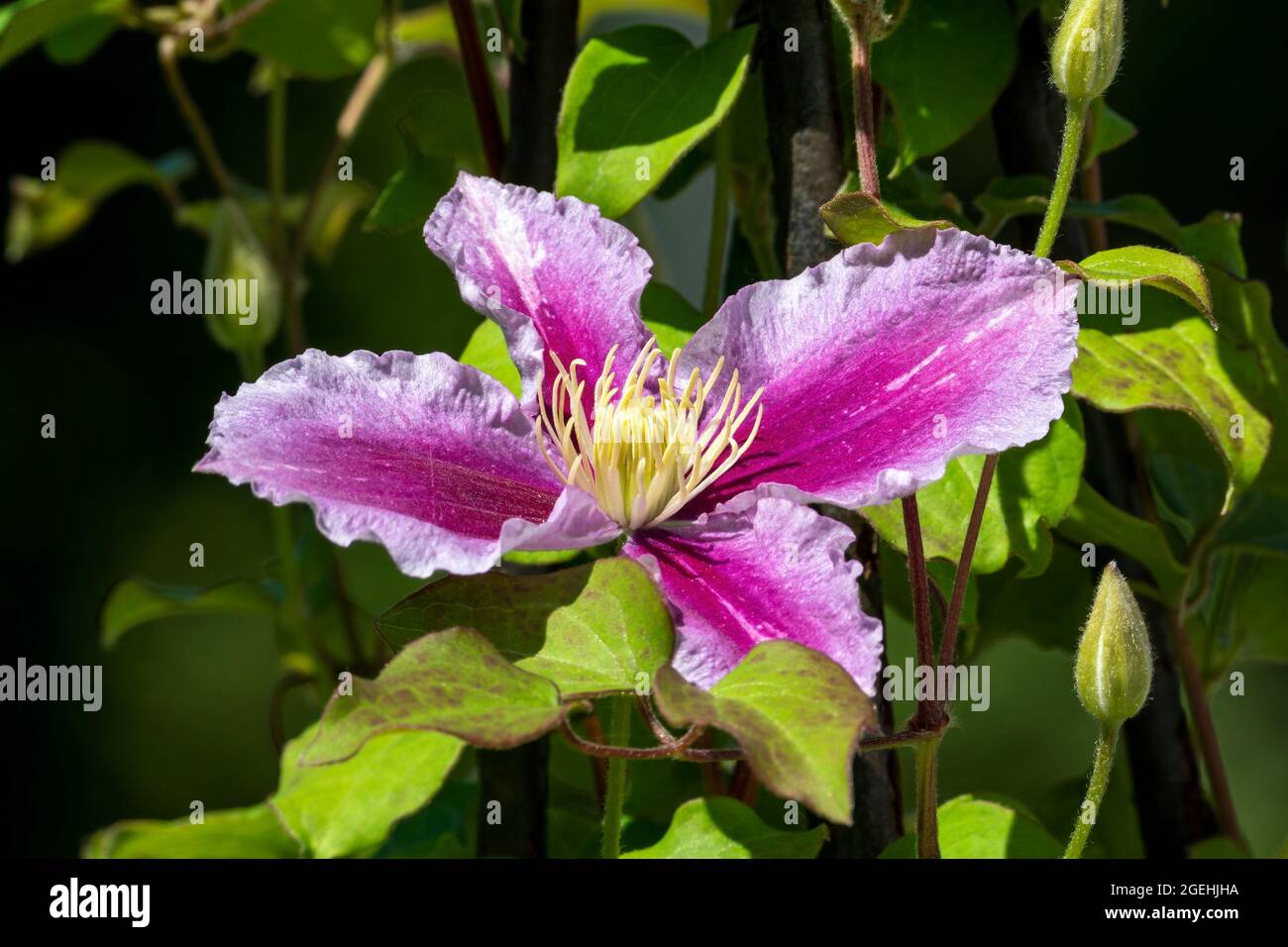 Clematis 'Piilua' spring summer flowering plant with a pink purple summertime flower, stock photo image Stock Photo