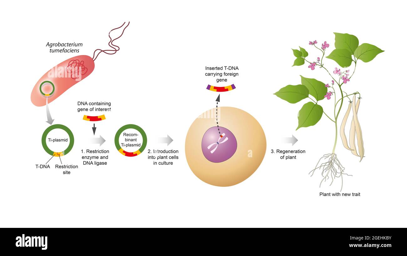 Plant genetic engineering, also known as plant genetic modification or manipulation Stock Photo