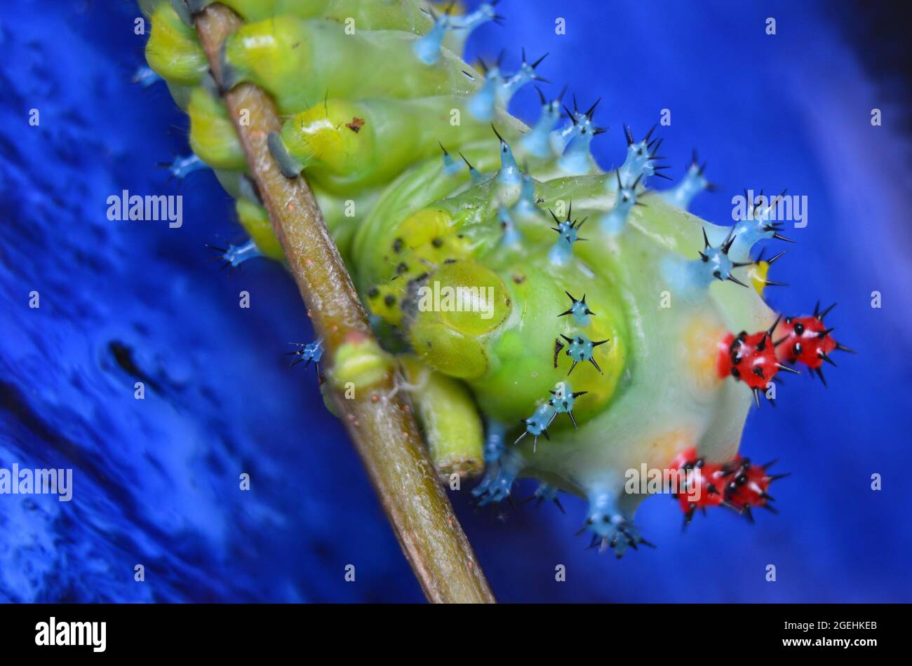 Bright green and blue cecropia caterpillar  on twig macro up close with blue background Stock Photo