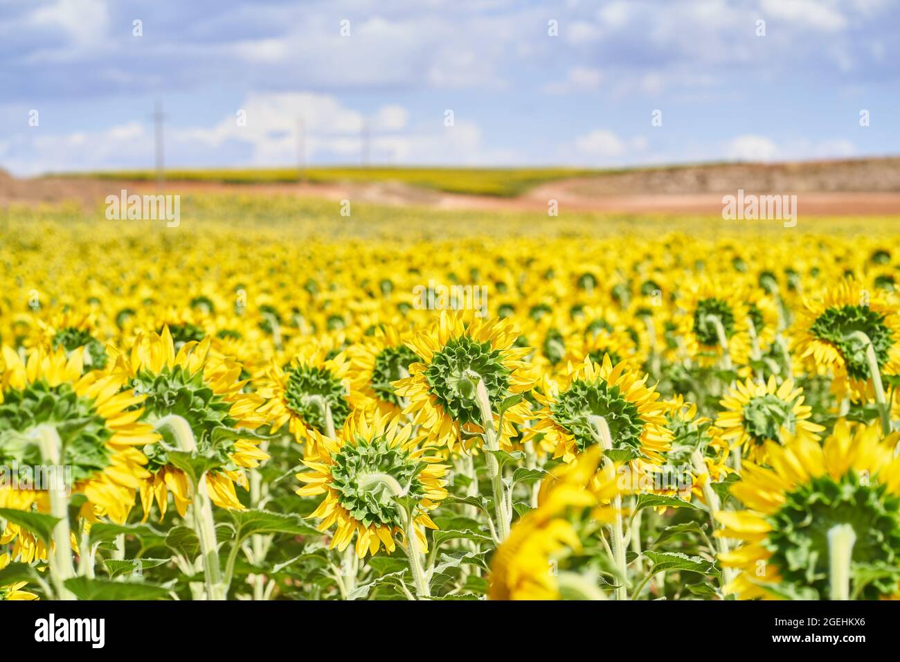 Beautiful view of sunflowers in the field under a cloudy sky Stock ...