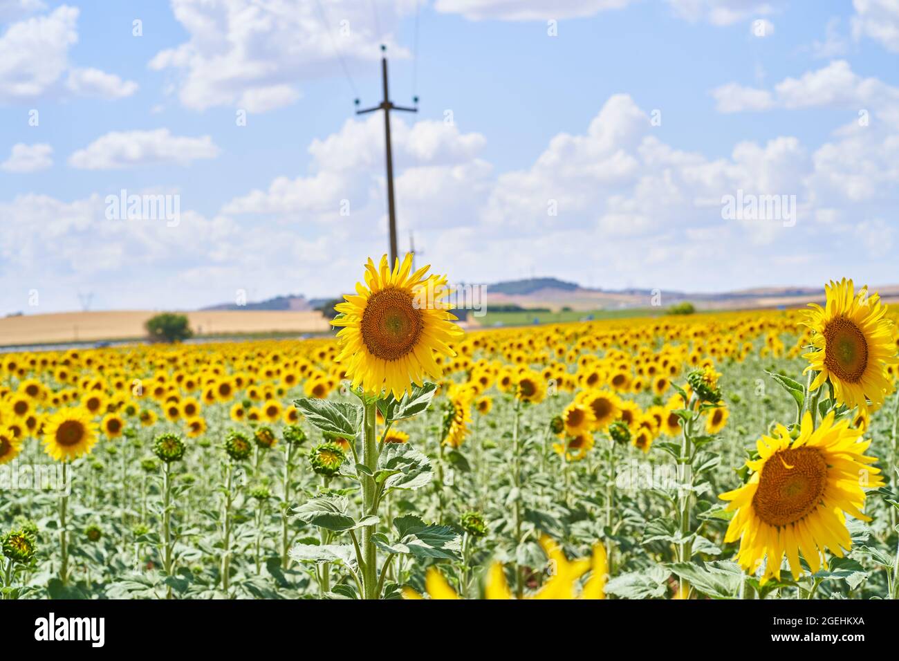 Beautiful view of sunflowers in the field under a cloudy sky Stock ...
