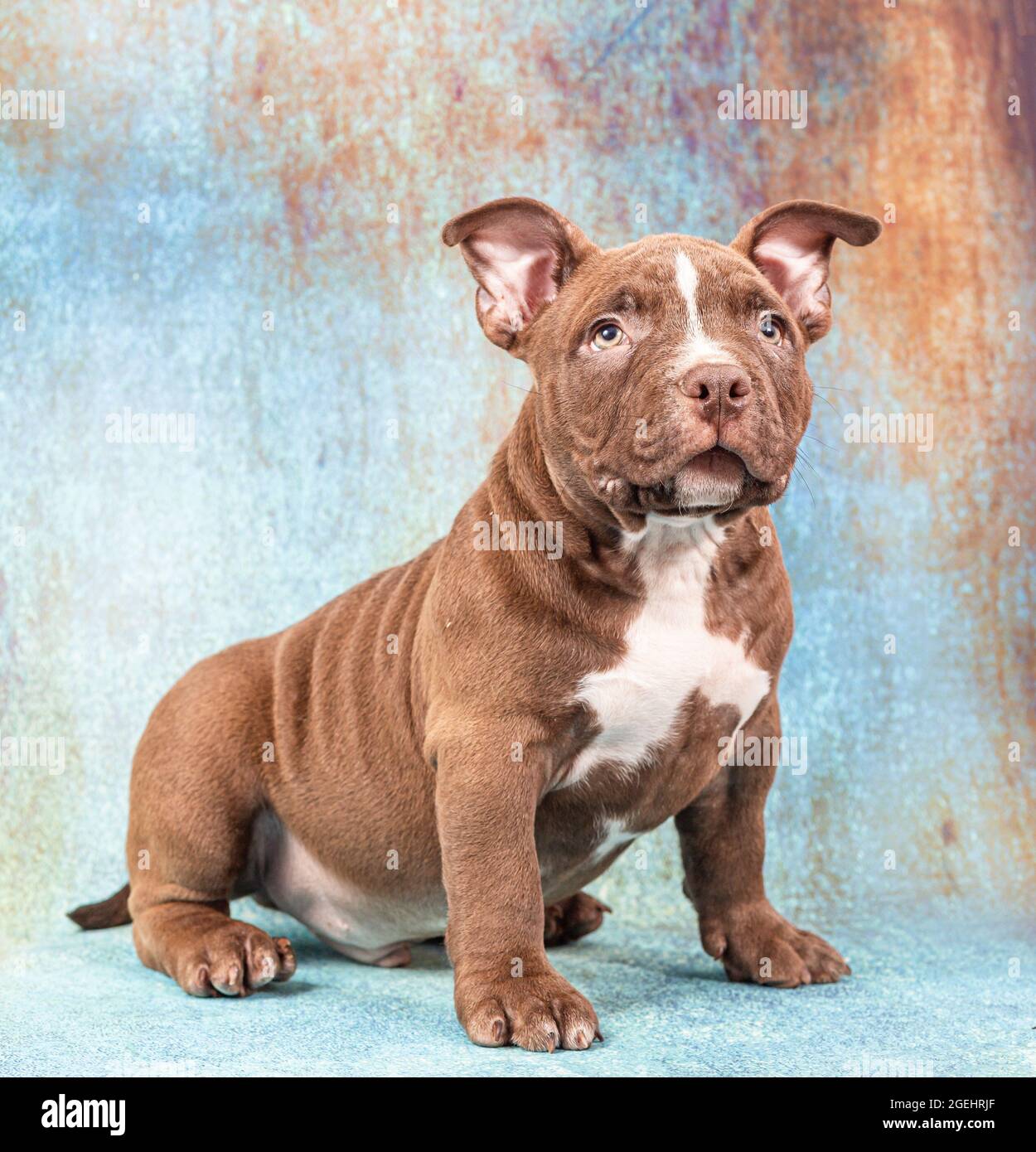 A sad brown American bully puppy sits and stares intently at the
