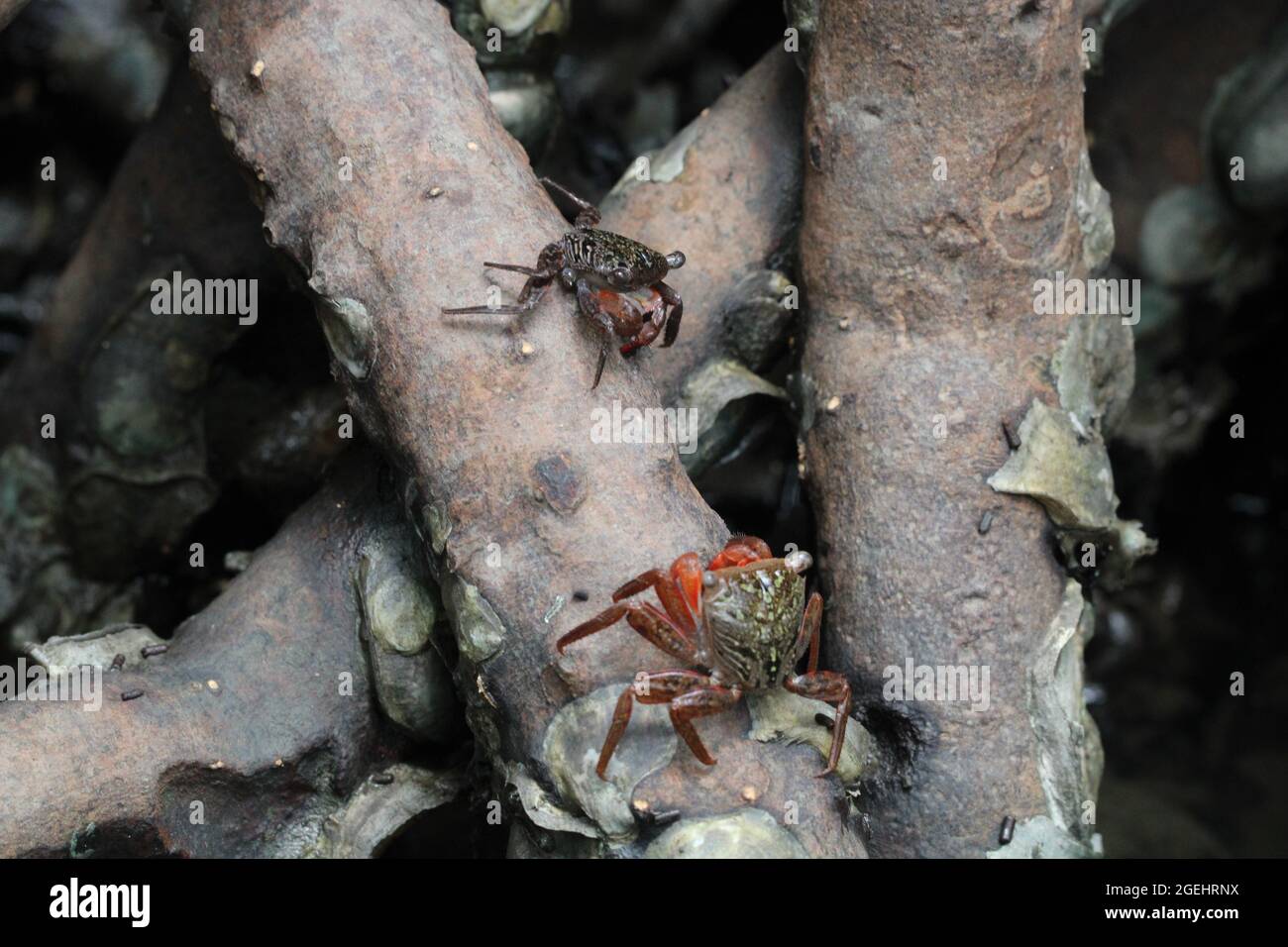 Closeup shot of geosesarma crabs on a tree Stock Photo