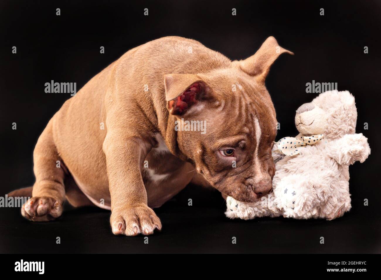 A brown American bully puppy with uncut ears is playing with a soft toy. Close up isolated on a black background Stock Photo Alamy