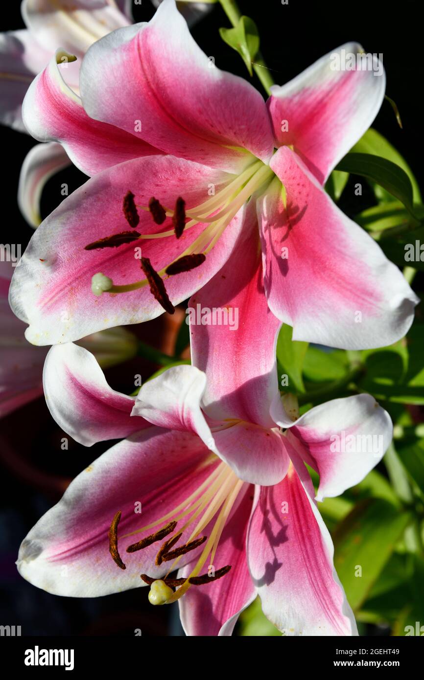Lily lilium vertical portrait hires stock photography and images Alamy