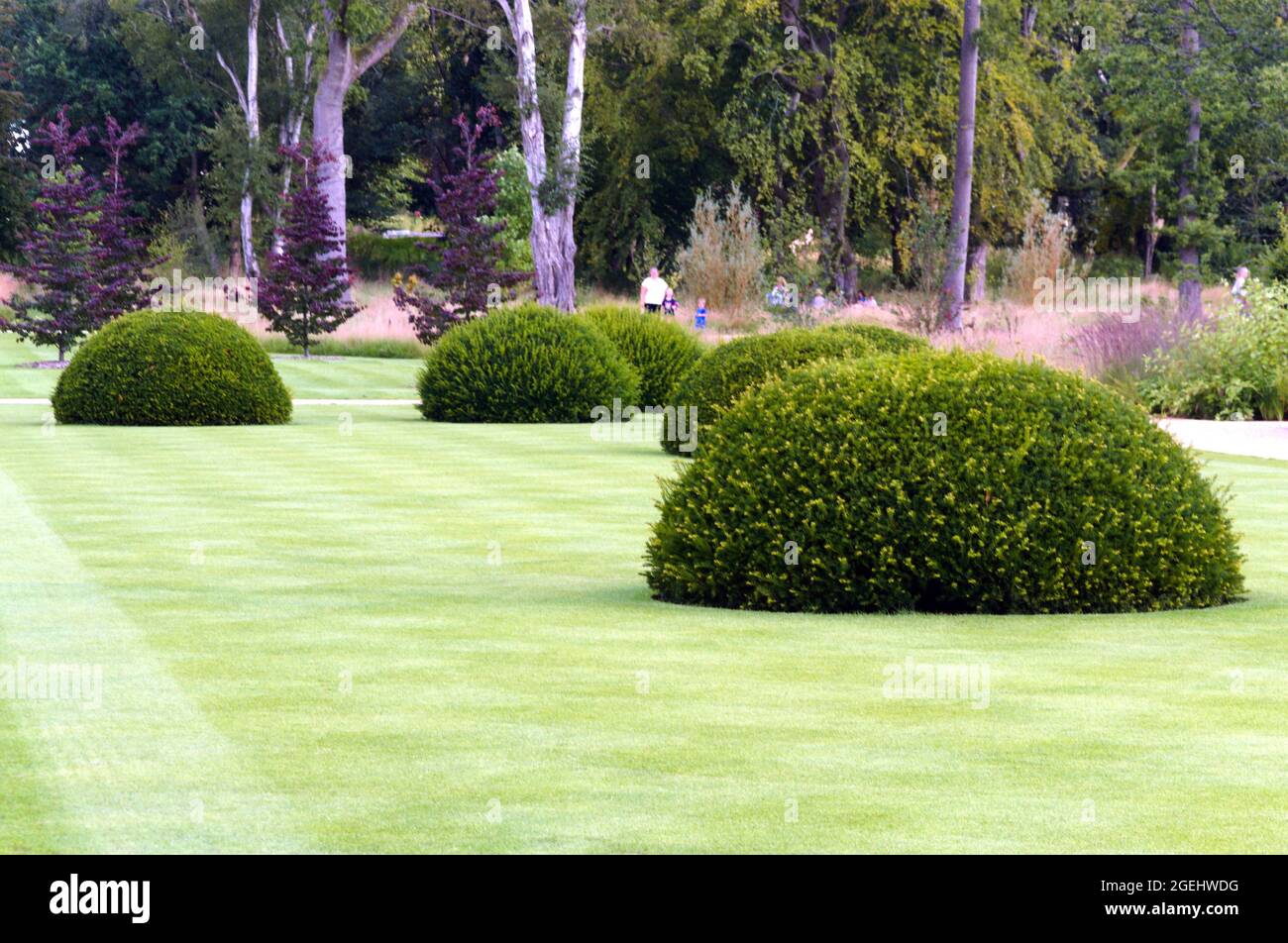 Taxus baccata or English Yew topiary balls, an impressive start, at the Royal Horticultural Society Garden in Salford, Greater Manchester, UK, Stock Photo