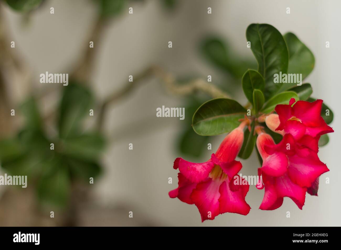 The Japanese frangipani flower, adenium obesium, is in bloom with a bright red color Stock Photo