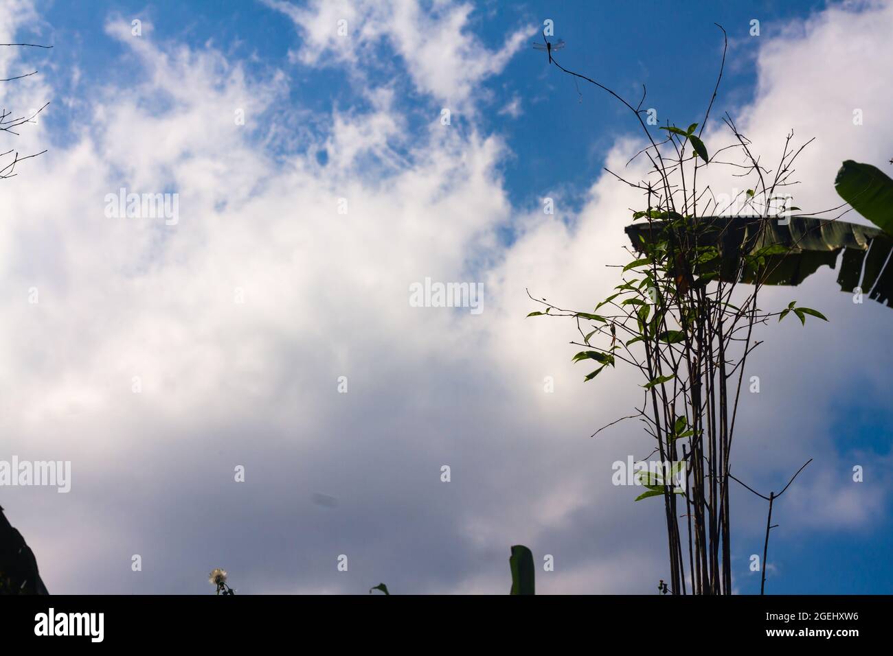 Shrubs and banana leaves with a bright blue sky background with white ...