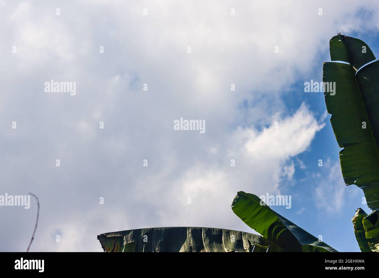 Banana tree midrib with a bright blue sky background with white clouds ...