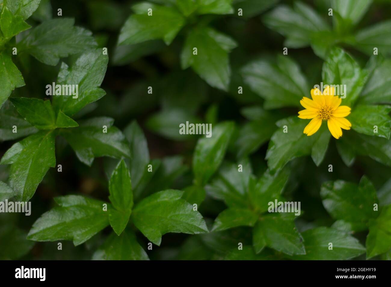 a flower of a kind of creeping buttercup, ranunculus repens, has green leaves with yellow flowers Stock Photo