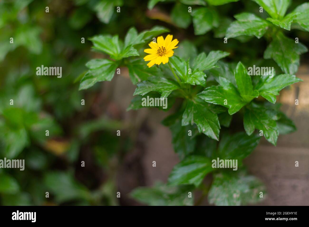 An expanse of a kind of creeping buttercup plant, Ranunculus repens, has green leaves with yellow flowers Stock Photo
