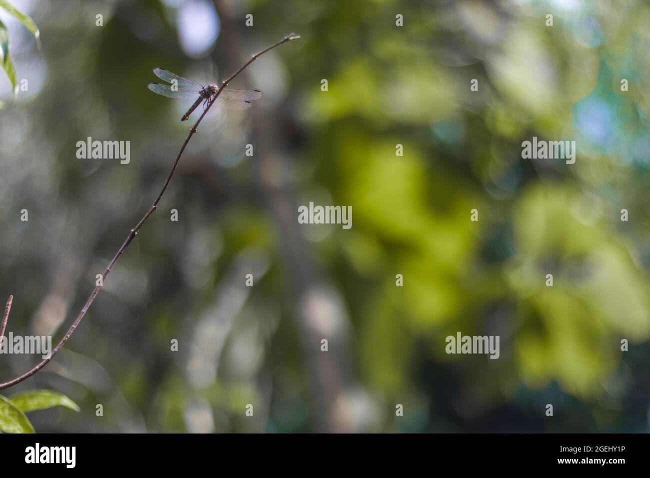 A dragonfly perched on a branch of a shrub in a field at noon Stock Photo