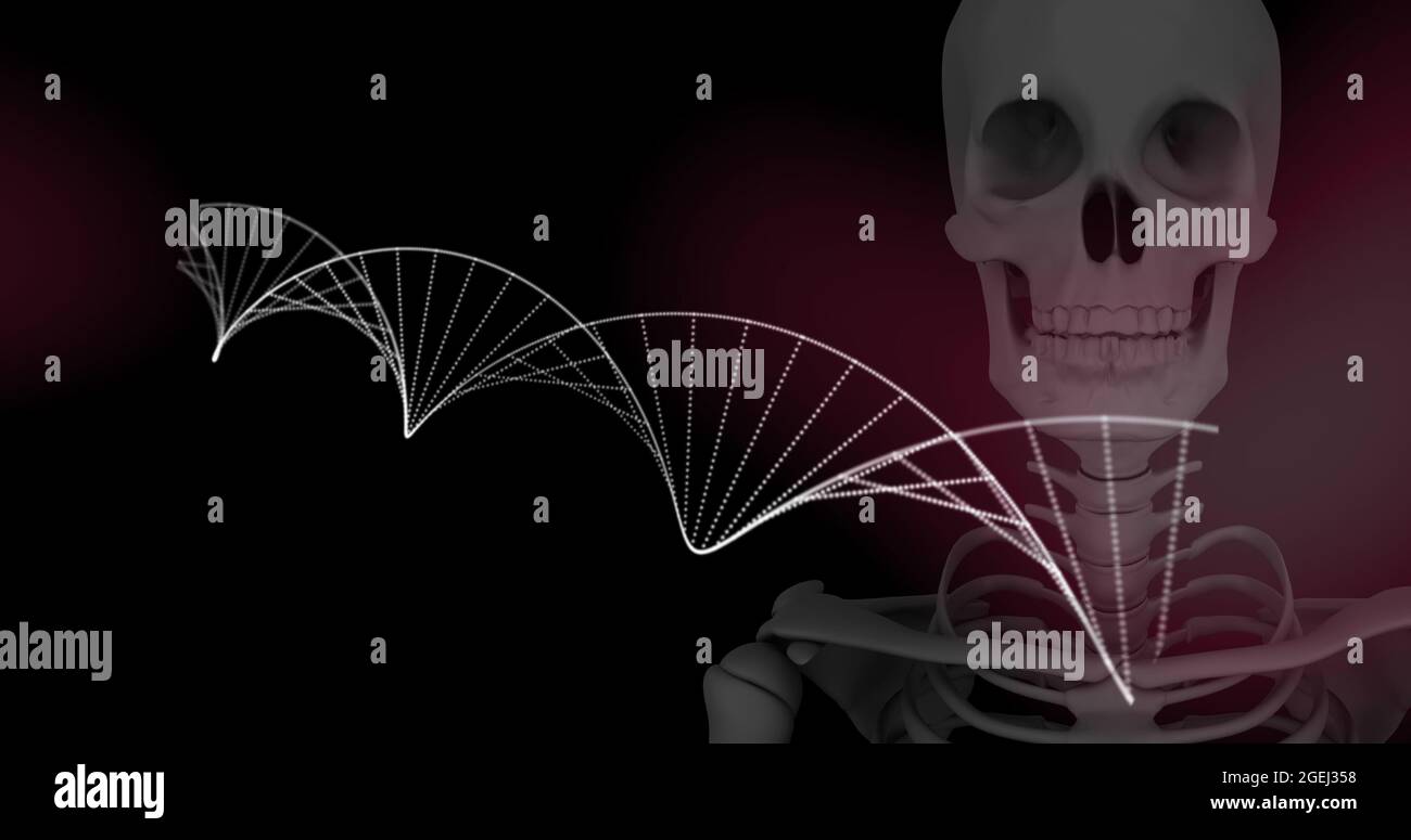 Digital image of dna structure spinning against human skeleton model on black background Stock Photo