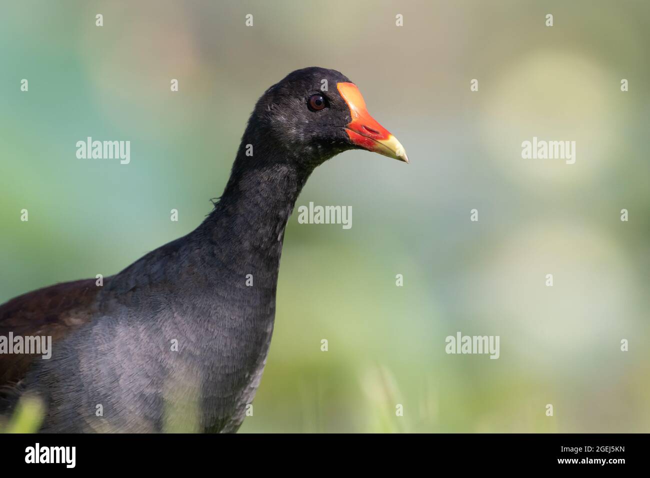 A portrait of a common gallinule, seen near Leesburg, Florida. Stock Photo