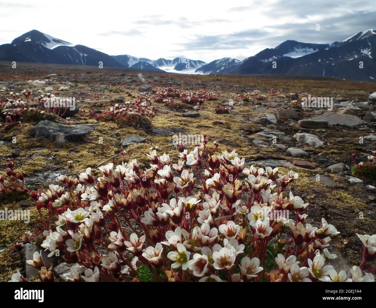 Tufted Saxifrage, Saxifraga cespitosa, Mushamna Bay, Woodfjorden, Spitsbergen, Norway Stock Photo
