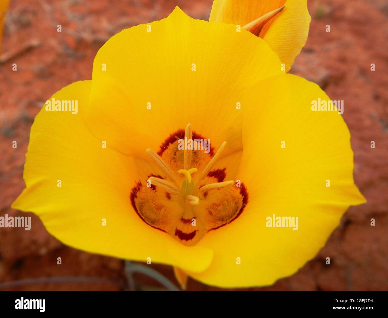 Yellow Sego Lily, Calochortus nuttalli, Bullfrog Area, Glen Canyon National Recreation Area, Utah, USA Stock Photo