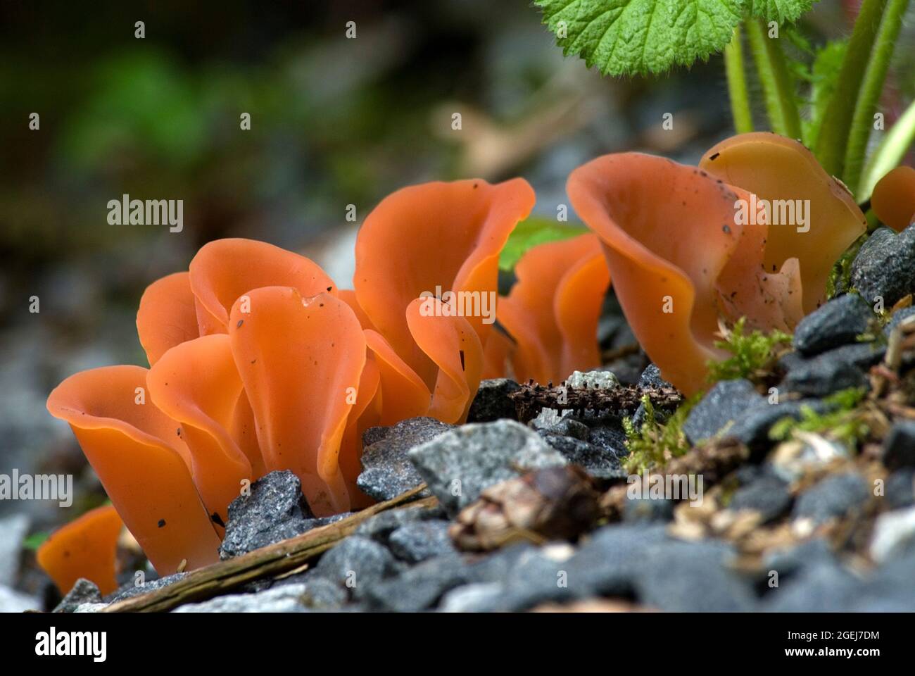 Apricot Jelly Mushroom, Phlogiotis helvelloides, Forest and Muskeg