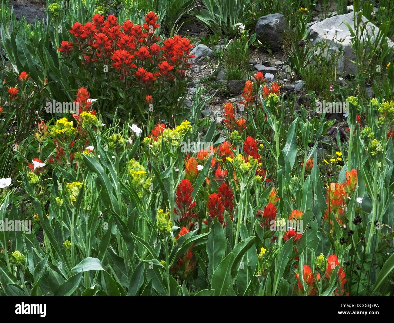 San juan wilderness hi-res stock photography and images - Alamy