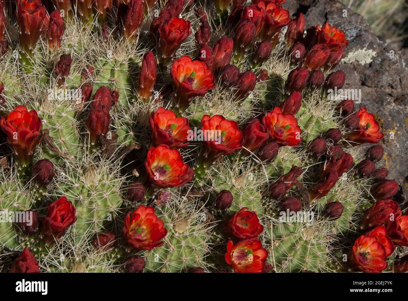 Claret Cup Cactus, Echinocereus triglochidiatus Stock Photo
