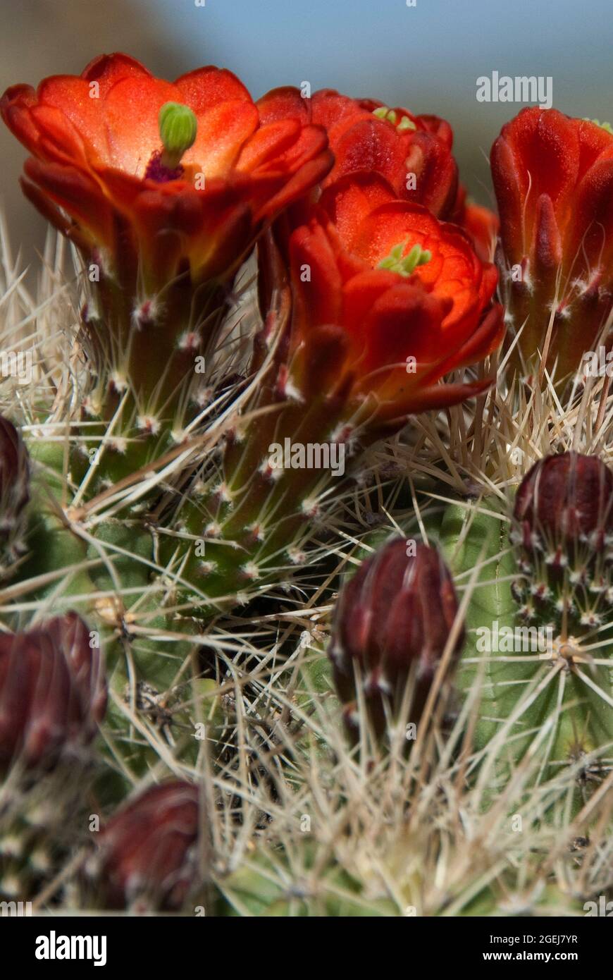 Claret Cup Cactus, Echinocereus triglochidiatus Stock Photo
