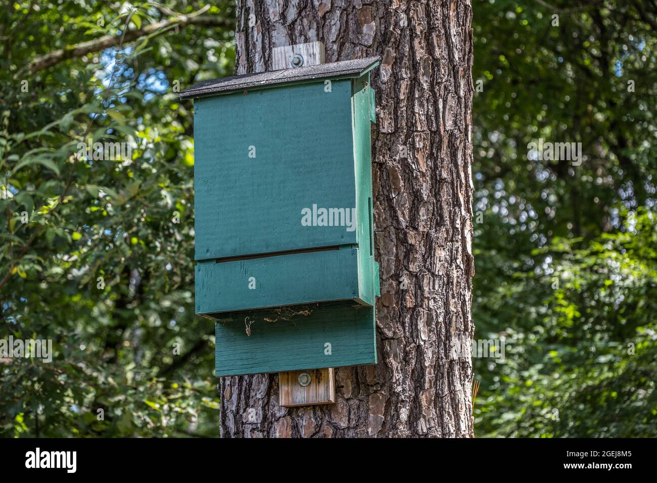A painted wooden bat housing box high up mounted on a tree vertically where the bats fly into the bottom and hang upside down on the inside for protec Stock Photo